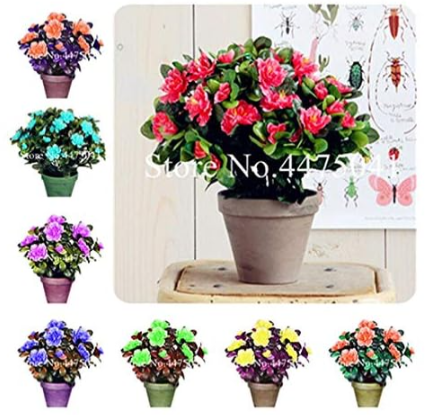 Rainbow Azalea Seed, Rhododendron Azalea Iggy