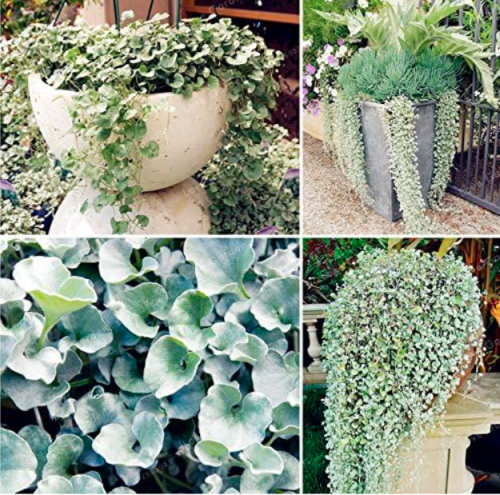 Dichondra Repens Silver Falls Emerald Falls Ground Cover Seeds (Color: Mix)