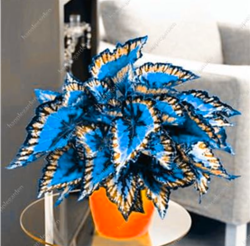 Janpanse Seed Coleus Plants Foliage Plant (Color: 12)