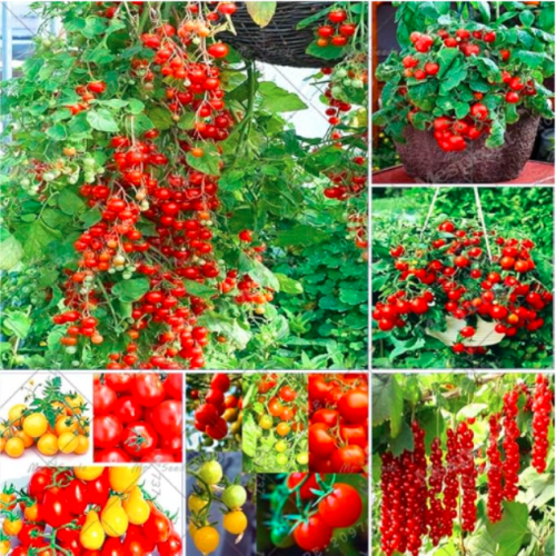 Climbing Tomato Tree Seeds