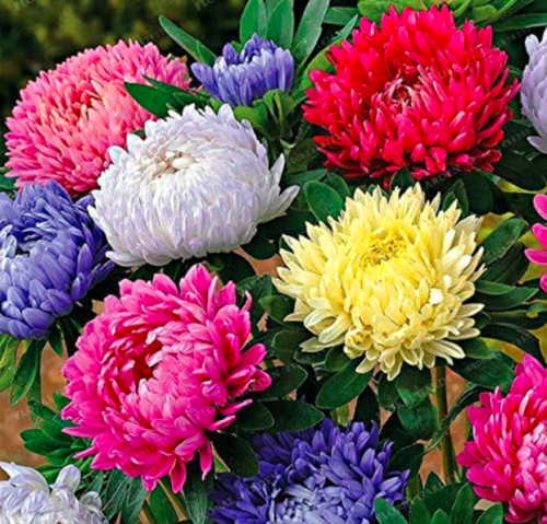 Rainbow Chrysanthemum Seed Aster Seeds