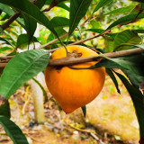 Pouteria campechiana seeds