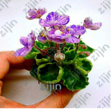 Mini Violet African Violet Garden Potted Plants Violet Flowers Perennial Herb Matthiola Bonsai