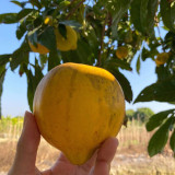 Pouteria campechiana seeds