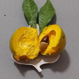 Pouteria campechiana seeds