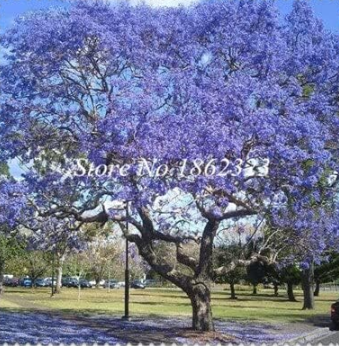 Rare Jacaranda Mimosifolia Seeds Purple Flowers