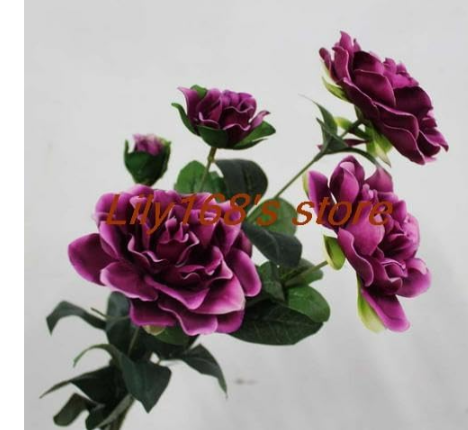 Gardenia Seed (Cape Jasmine) - Indoor Seed Family Garden Seed