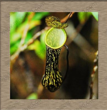 Nepenthes Plant Seed Nepenthes Seed Flytrap Plant Seeds
