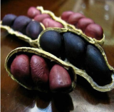 Red Peanut Planting Seed Organic Rare Heirloom Plants Seeds