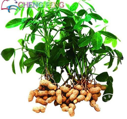 Red Peanut Planting Seed Organic Rare Heirloom Plants Seeds