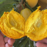 Pouteria campechiana seeds