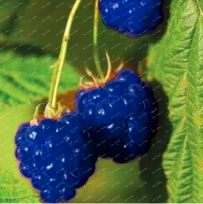 Rare Raspberry Flores Genuine Wild Raspberry Seeds (Color: Blue)