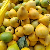 Pouteria campechiana seeds