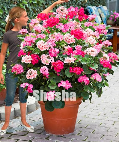 Geranium Seeds (Color: 22)