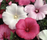 Malva Rosa Mixed Pink/White Fresh Seeds