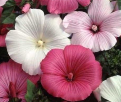 Malva Rosa Mixed Pink/White Fresh Seeds