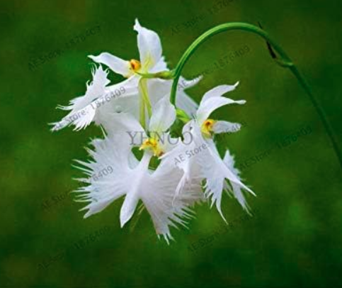 Japanese Radiata Plant White Egret Orchid Seed Flores World's Rare Orchid Seeds