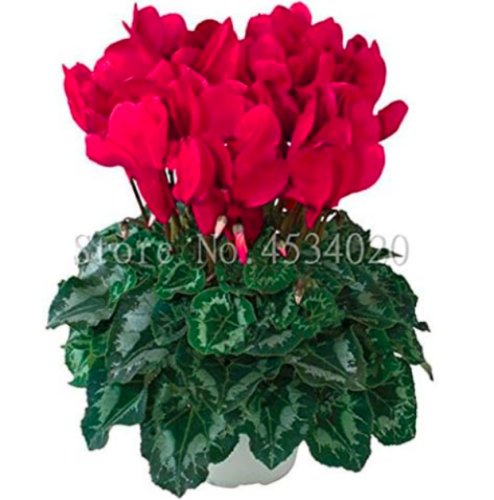 Cyclamen Flower Seeds (Color: 7)