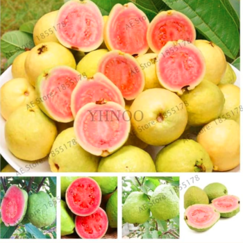 Sweet Red Guava Psidium Guajava Thai Pink Fresh Large Fruit Seeds