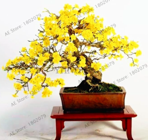 Perennial Yellow Jasmine Plant Seeds, Fragrant Plant Arabian Jasmine Plant
