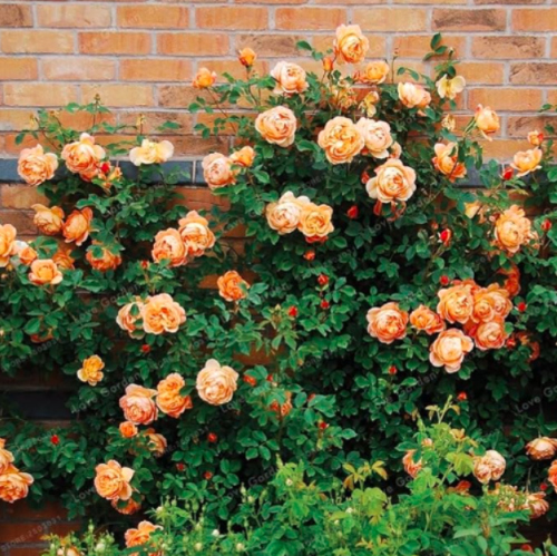 Mix Climbing Plant Perennial Rose Seeds (Color: 1)