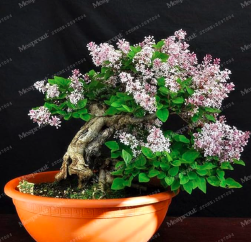 French Lilac Syringa Vulgaris Flower Shrub Bush Seed (Color: 7)