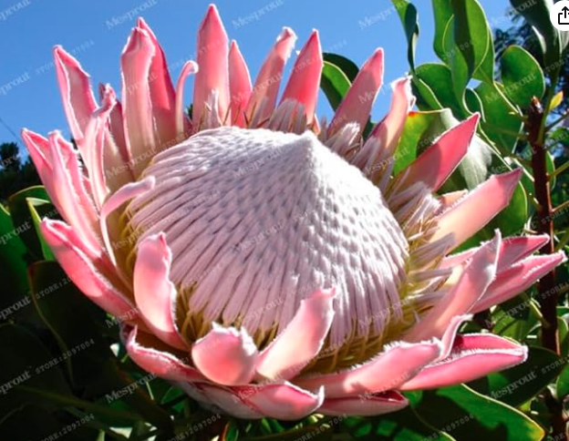 Fresh Rare Protea Cynaroides Seed Easy Planting Rare Seed Flower Seed Variety (Color 10)