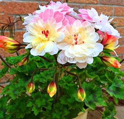 Geranium Garden Apple Blossom Rosebud Pelargonium Perennial Flower