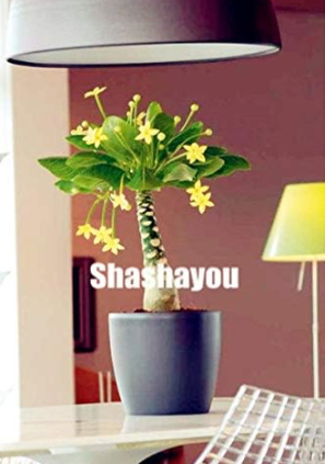 Mini Pachira Macrocarpa Flores Money Tree Seeds