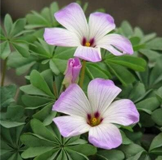 Mixed Oxalis Seed Flowers Cuckooflower Rotary Sorrel Versicolor
