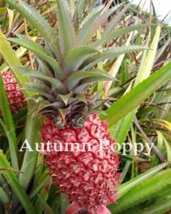 Dwarf Pineapple Seed Pineapple Sweet Fruit Rare Seeds