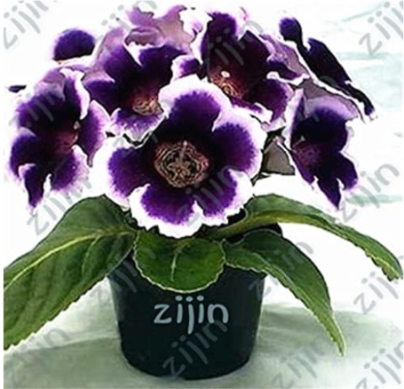 Exotic African Violet Plants Seeds Saintpaulia Ionantha Garden Seed