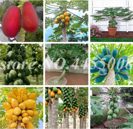 Super Big Maradol Papaya Seed Vegetable Fruit Tree