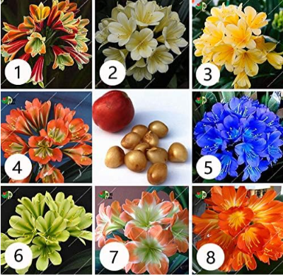 Clivia Potted Plants Beautiful Flower Home Seed Garden Flower Potted Flower
