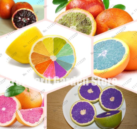 Balcony Patio Potted Fruit Trees Seed Kumquat Orange Tangerine Citrus Seed Home Garden