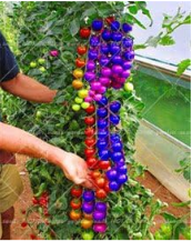 Rainbow Dwarf Tomato, Rare Tomato, Seed Organic Vegetable & Fruit