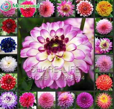 Dahlia Flower Mixed Colors Dahlias Seed for Home Garden