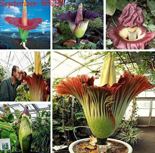 Corpse Flower Plant Seeds, Mixed