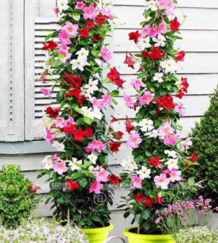 Mandevilla Sanderi, Mixed