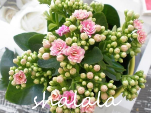 Longevity Flower Potted Beautiful Planting Seasons Flowering Plants for Garden