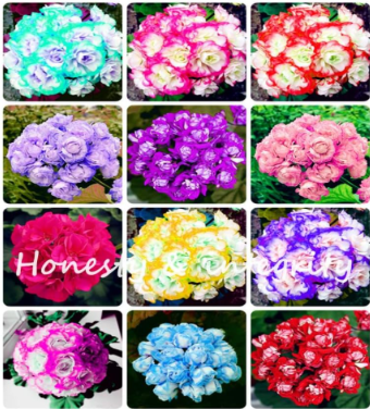 Geranium Garden Perennial Flower Seeds Mixed