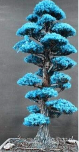 Rare Tree bonsais Bonsai Plant Japanese Cedar