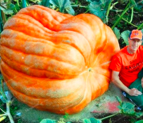 Pumpkin Seed Vegetable Seed Large U.S. Super Giant Pumpkin