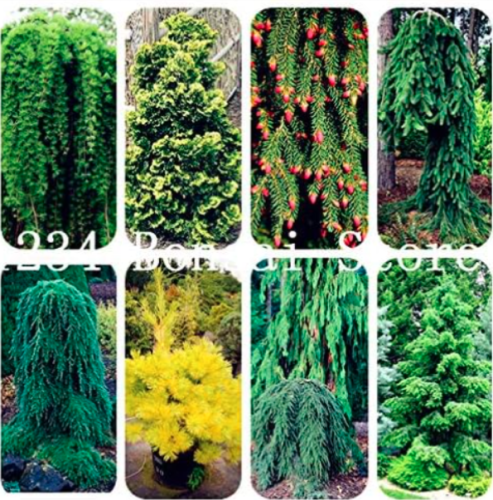 Climbing Spruce plants Pine Tree plants in Pot Seed Courtyard