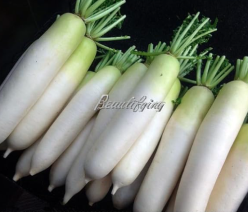 Sweet White Radish Seeds, Non-Gmo Vegetables