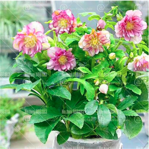 Helleborus niger Seed Flowers Christmas Rose Flower