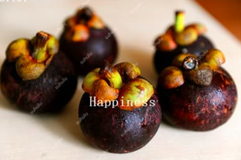 Clusiaceae Garcinia Mangostana Seed Evergreen Tree Purple Mangosteen Fruit (Color: 6)