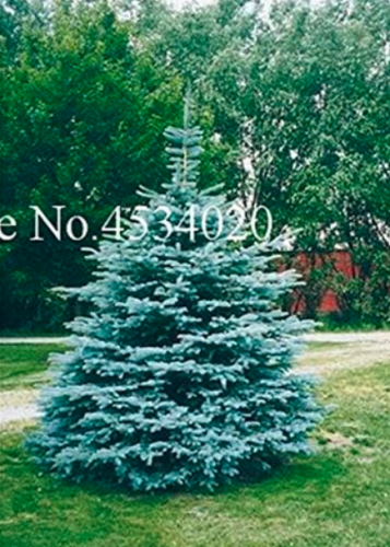Rare Blue Spruce Tree Climbing Evergreen Blue Fir Plant Seed (Color: 15)