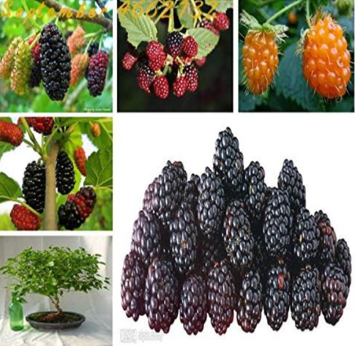 Sweet Black Berry Giant Blackberries Heirloom BlackBerry Seed Mixed