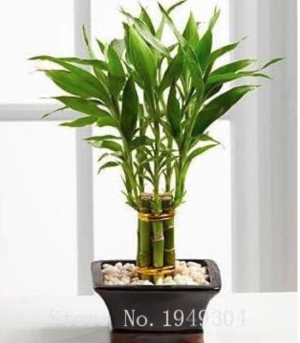 Lucky Bamboo Choose Potted Seed Variety (Color: 3)